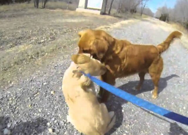 Il cane incontra per la prima volta la sua mamma dopo il distacco quando era cucciolo, il momento è emozionante