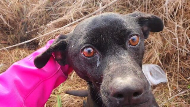 Il cane randagio, bisognoso di attenzioni, ha inseguito la donna e l’ha pregata per avere un aiuto e un posto sicuro