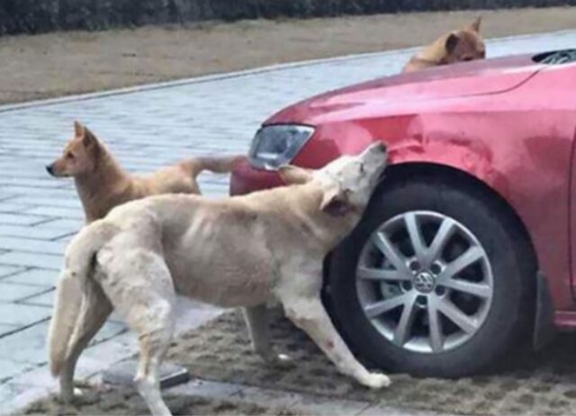 Il cane randagio che è stato preso a calci dall’autista torna con tutti i suoi amici per una legittima vendetta