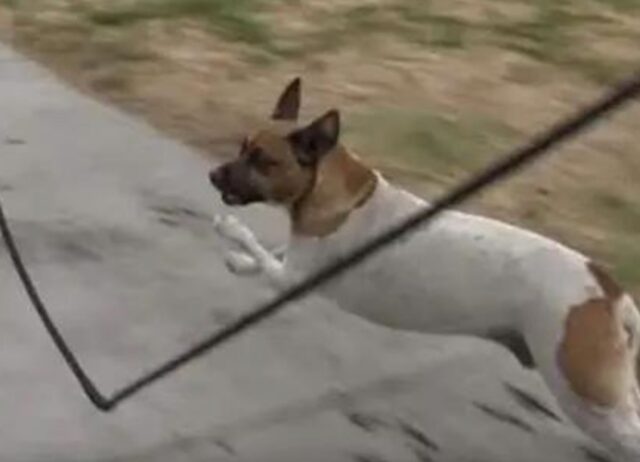 Il cane randagio con una zampa rotta ha così paura da superare in corsa anche i soccorritori che cercano di salvarlo