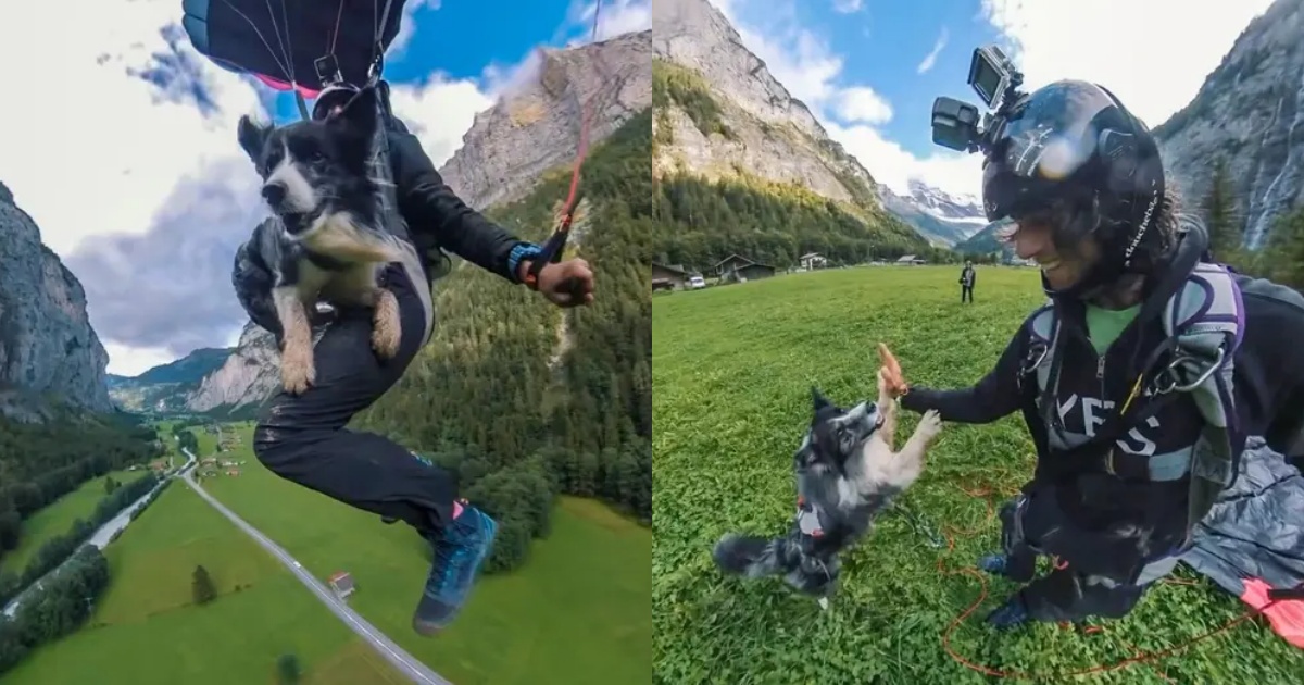 cane salta con paracadute insieme al suo prorpietario