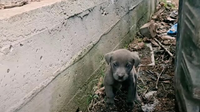 Il cane tremava di paura ed è sopravvissuto a malapena, finché qualcosa ha cambiato tutto – Video