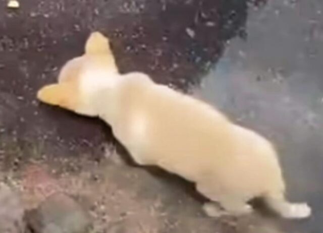 Il cucciolo di cane abbandonato al freddo beve da una pozzanghera e un ragazzo corre subito verso di lui