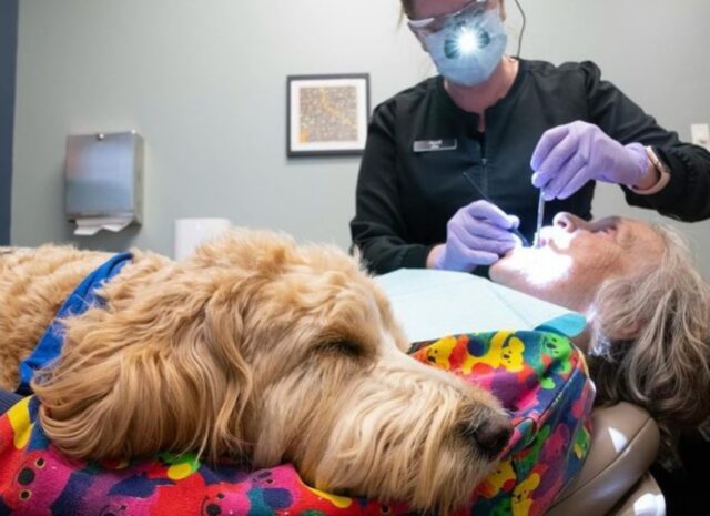 In questa clinica hanno pensato a un cane speciale: aiuta tutti coloro che hanno bisogno del dentista