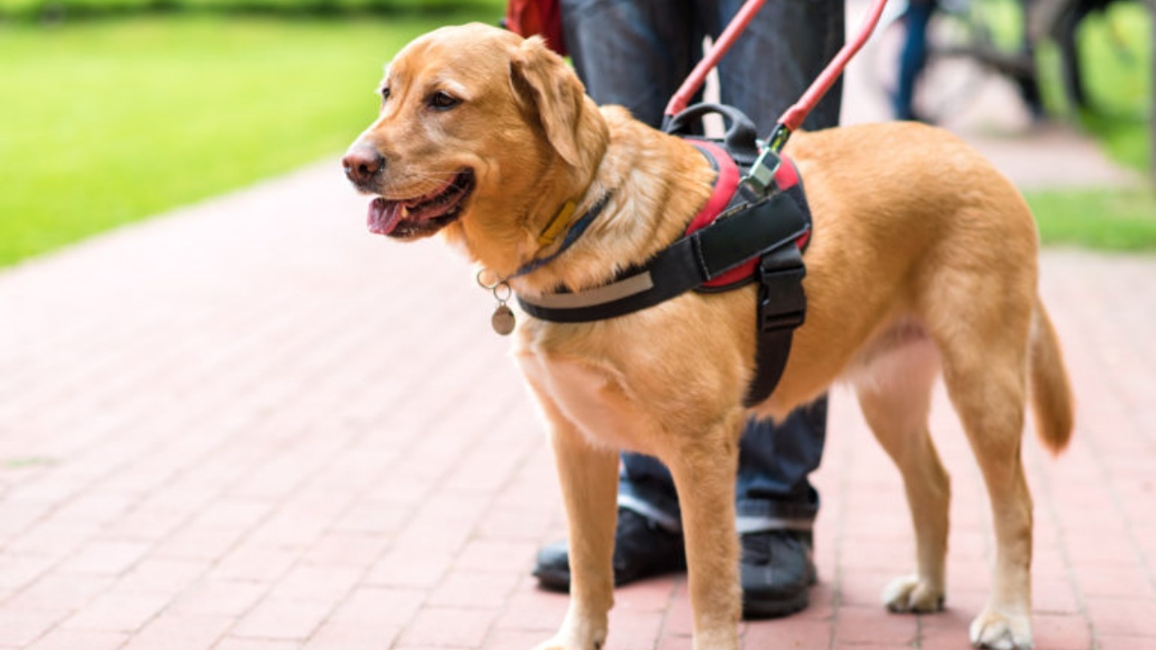 albergo non fa entrare cane guida