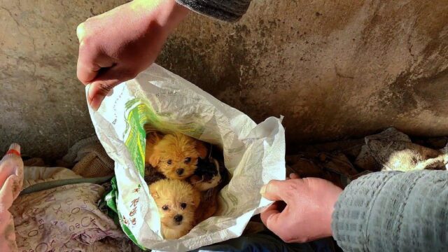 Li hanno separati dalla madre e chiusi in un sacchetto: i cuccioli di cane sono stati salvati per miracolo – Video