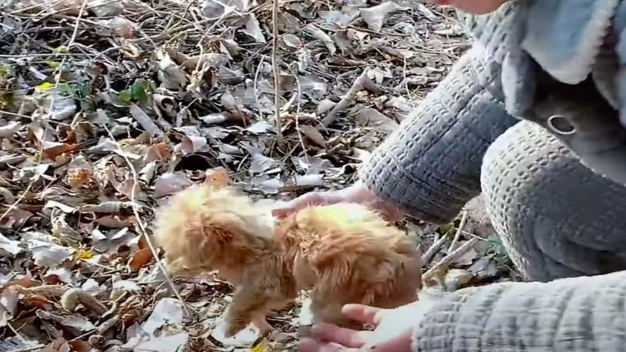 Cucciolo di cane salvato