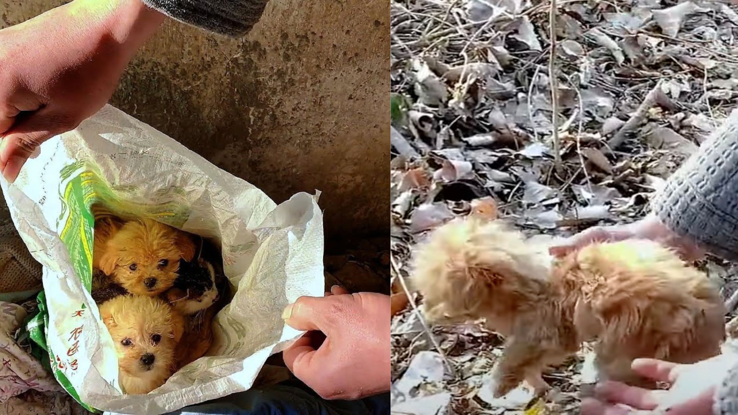 Cuccioli di cane scampano alla morte per abbandono