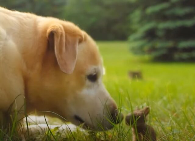 L’incredibile delicatezza di questo Labrador lascia tutti di stucco, stringe amicizia con il minuscolo coniglietto