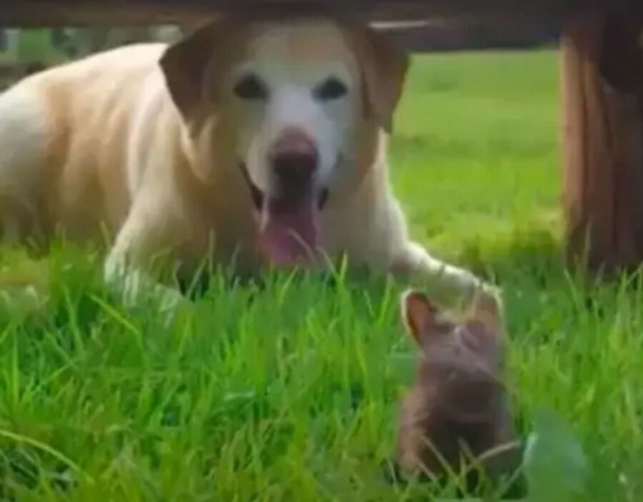 coniglio e cane