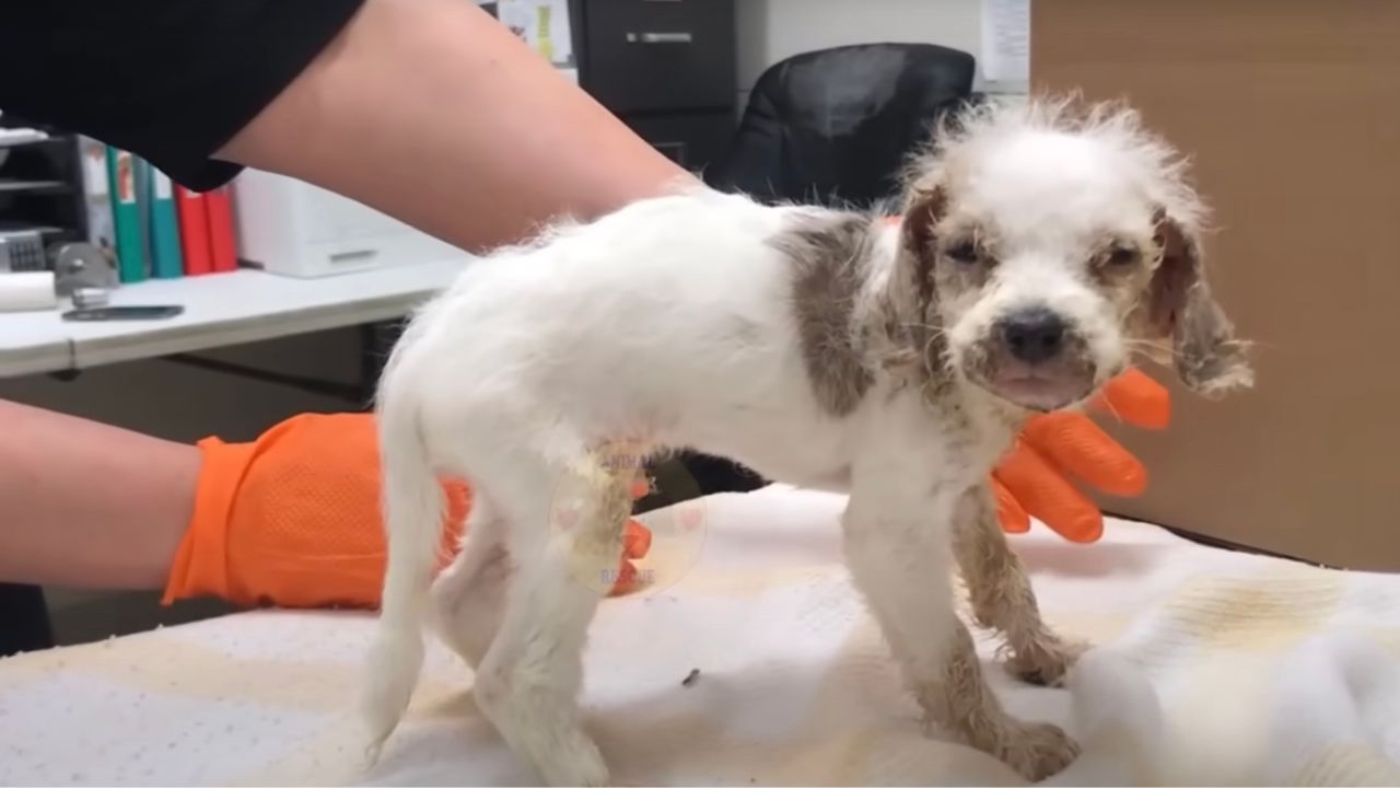 Cucciolo di cane visitato dal veterinario