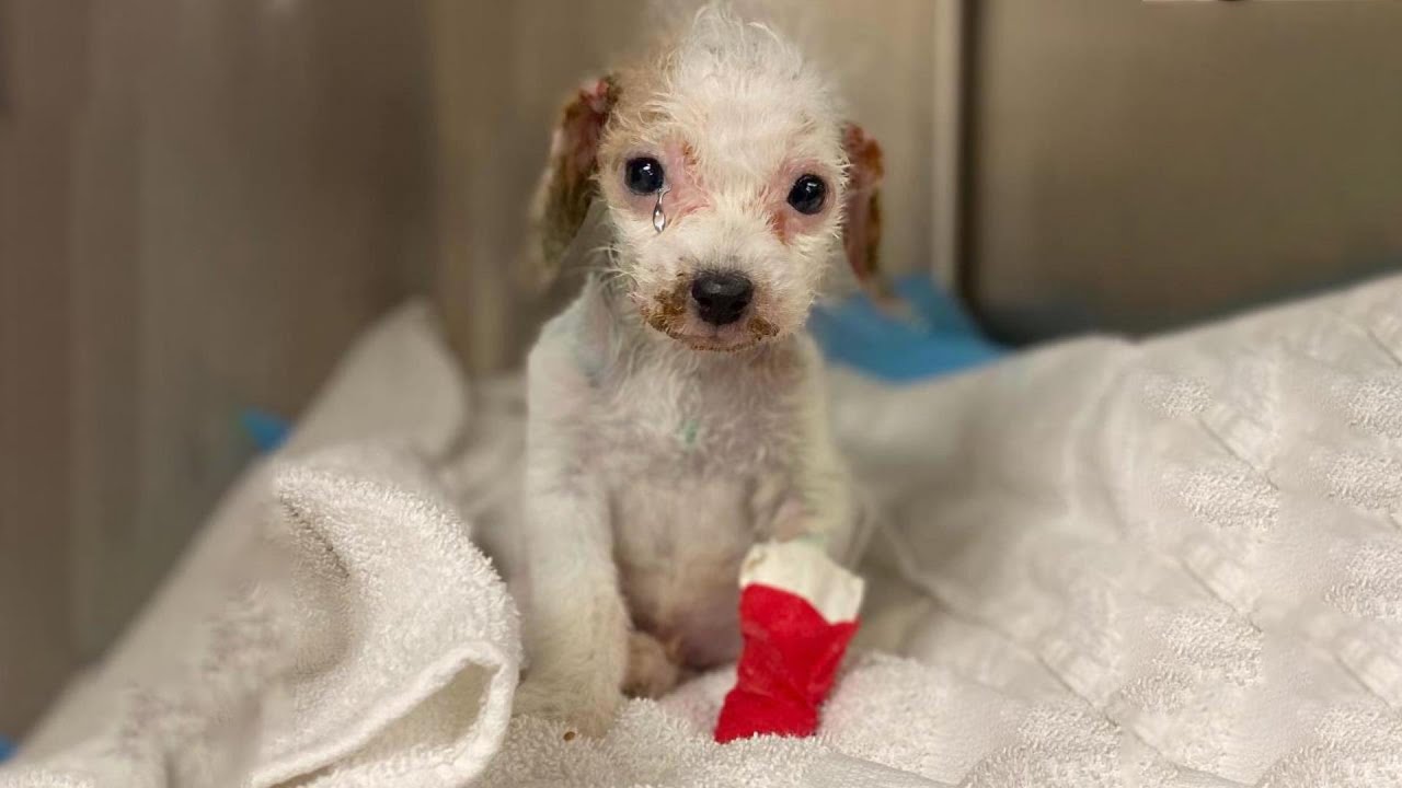 Cucciolo di cane bisognoso di aiuto