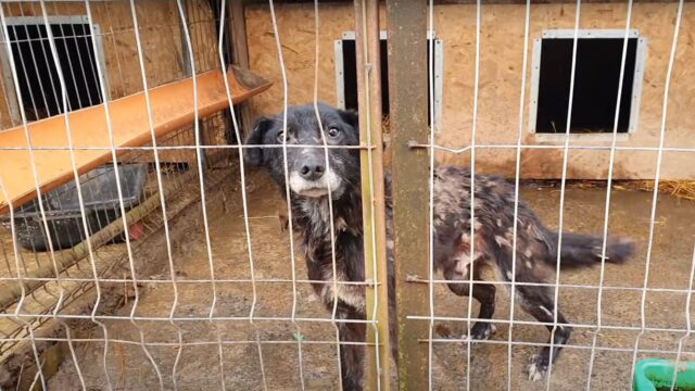 Lo tenevano in condizioni pessime, denutrito e senza alcun tipo di cura: quando lo hanno preso questo cane non aveva speranze