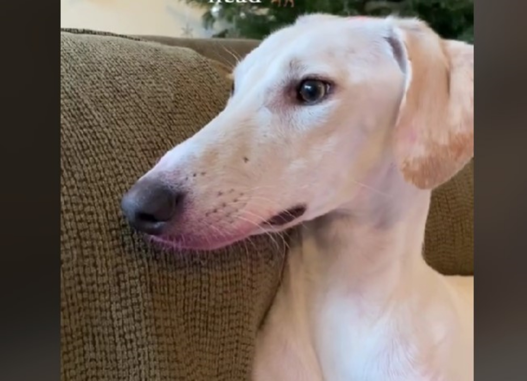 cane sporco di rosso non in pericolo