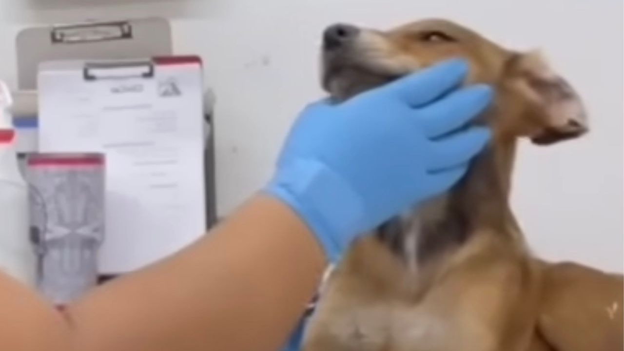 Cane dal veterinario