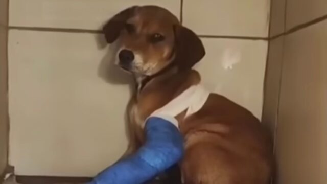Maltrattata da un gruppo di adolescenti, questa cagnolina ha perso la lingua e anche dopo il salvataggio non riesce a smettere di fare incubi