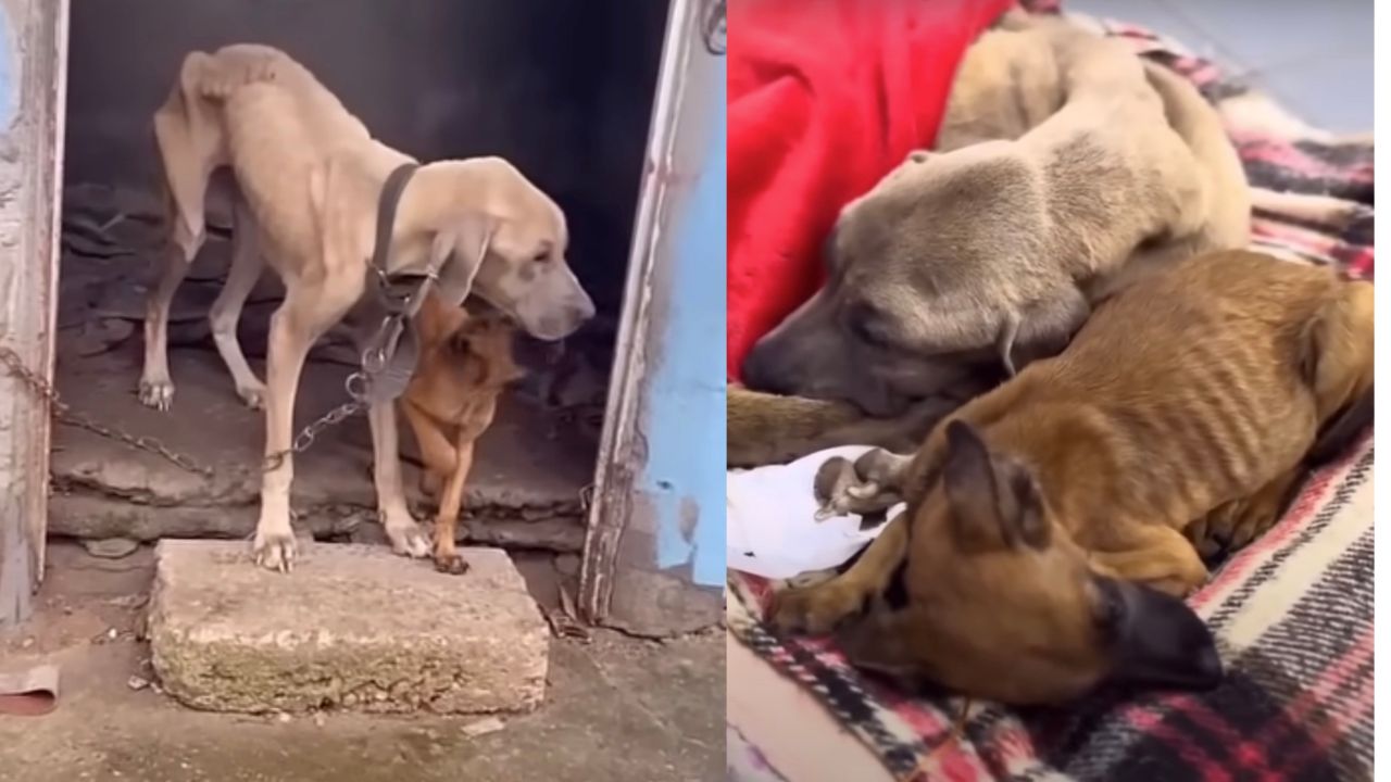 Mamma cane e cucciolo salvati da maltrattamenti