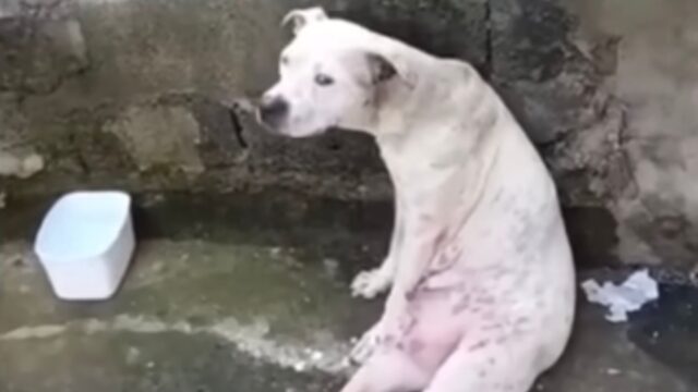 Mamma cane strisciava e piangeva: aveva bisogno dei suoi cuccioli, ma non poteva riaverli – Video