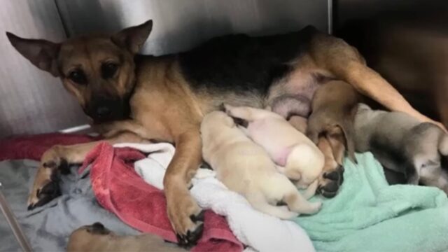 Mamma e papà cane, spaventati, cercano a tutti i costi di nascondere i loro cuccioli sotto il palazzo abbandonato