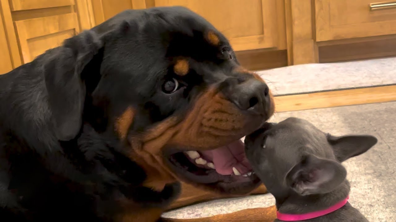 Rottweiler si rapporta a una cucciola