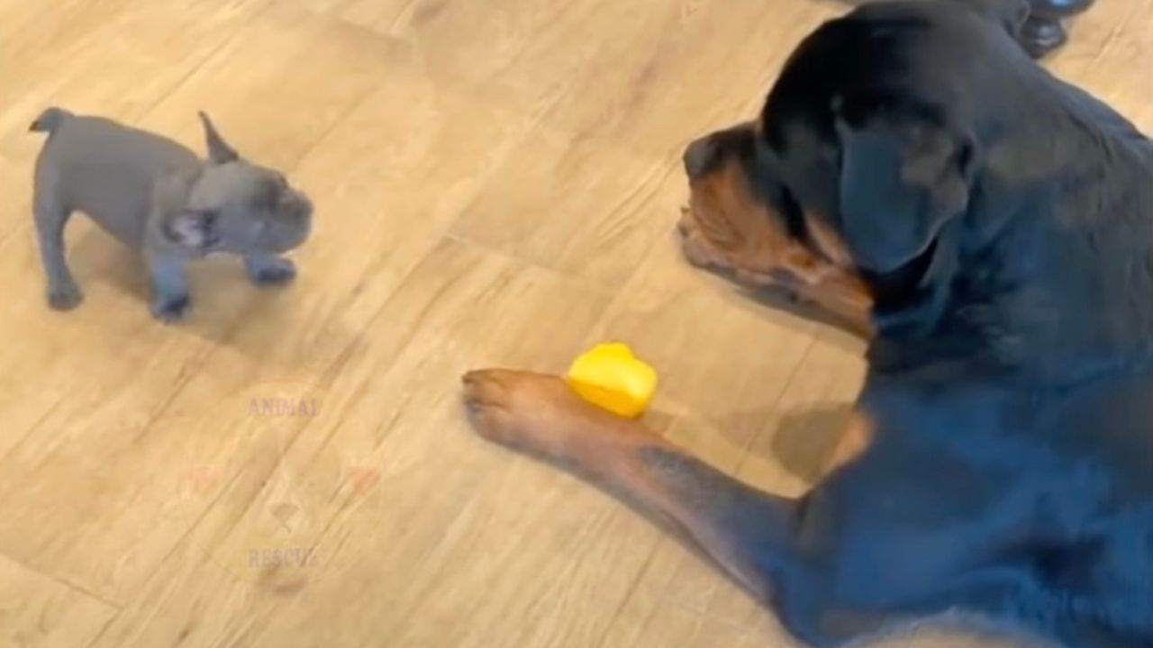 Rottweiler e cucciola giocano