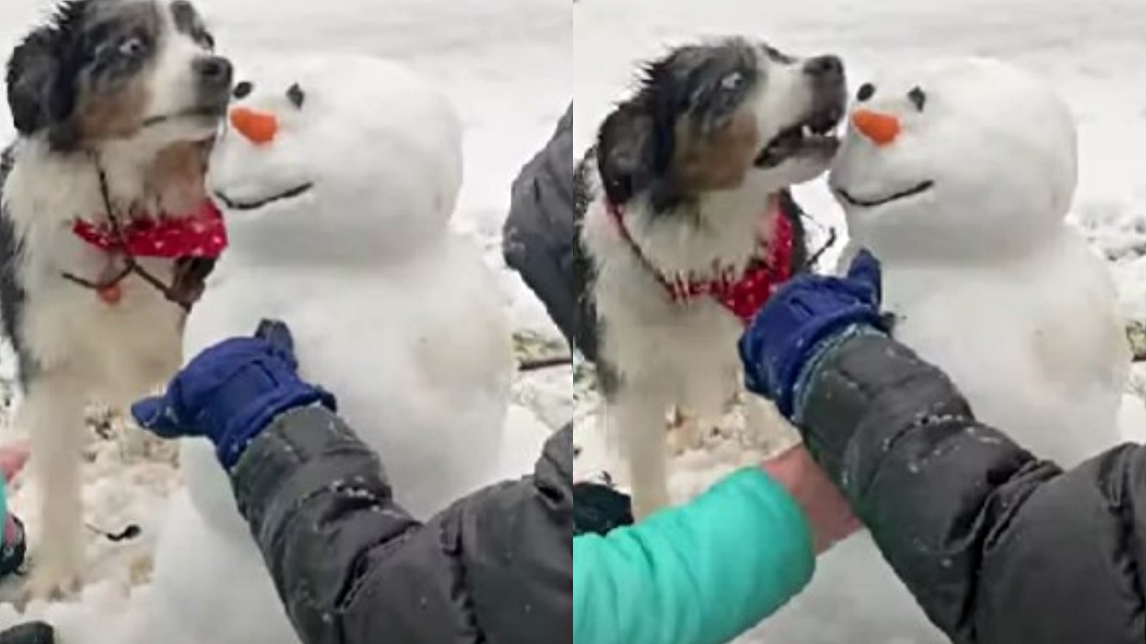 cane vuole la carota del pupazzo di neve