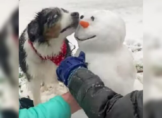 Non c’è modo di dissuaderlo: questo cane non vede proprio l’ora di rubare il naso al pupazzo di neve