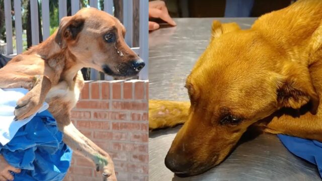 Non sopporterai più né la solitudine né il dolore: dopo aver sofferto tanto la cagnolina ha finalmente pace – Video