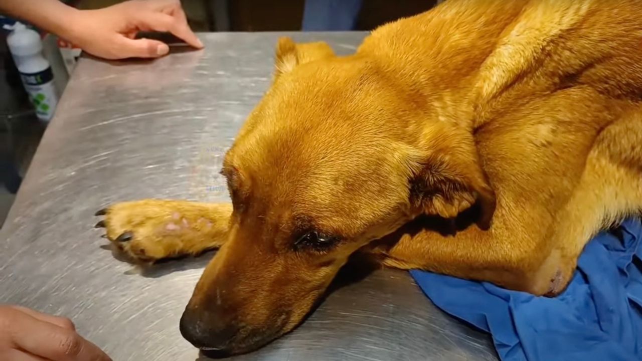 Cagnolina in clinica