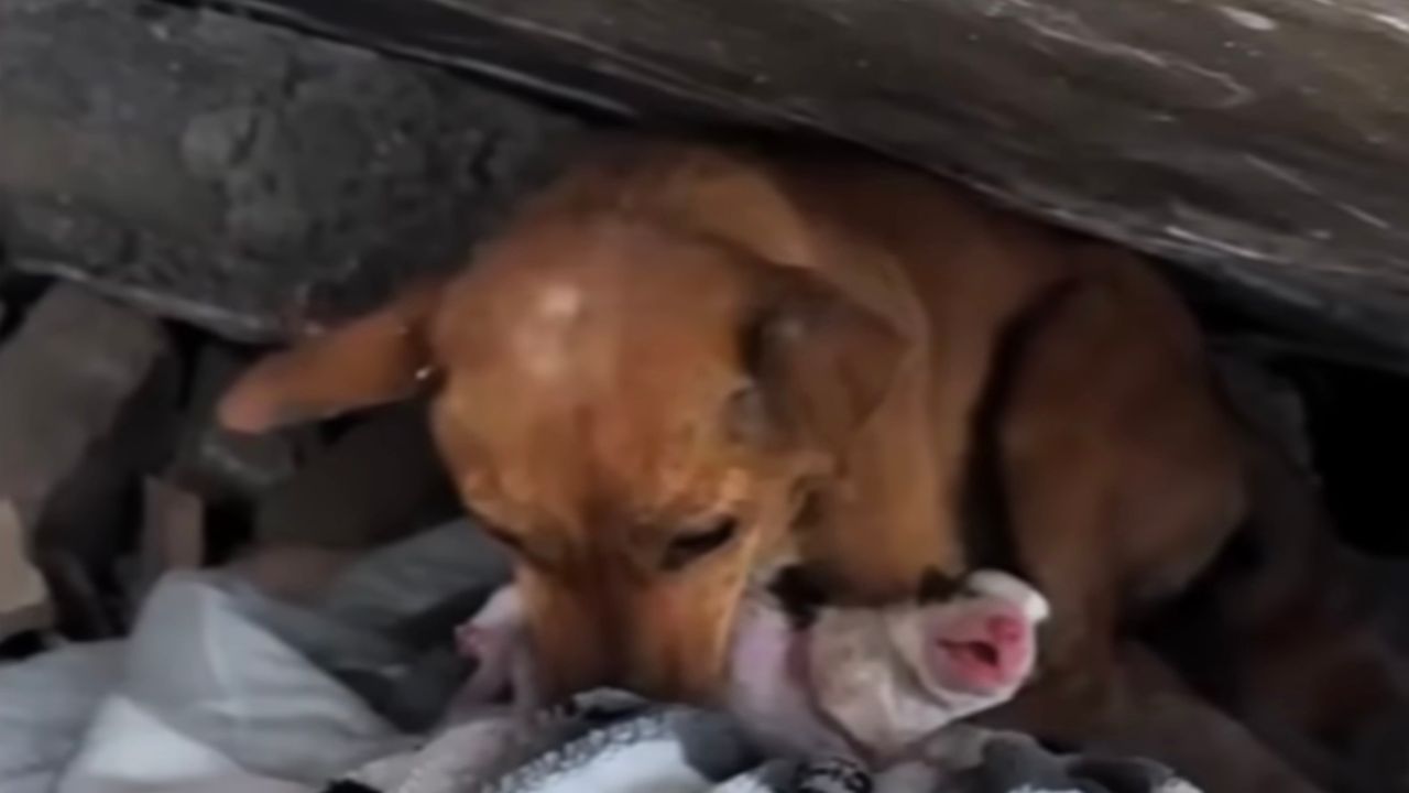 Cagnolina tira fuori cucciolo dalle macerie