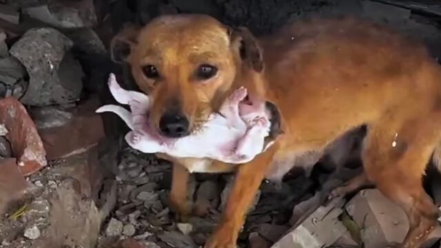 Piangeva sotto la neve che cadeva impietosa, tenendo il suo cucciolo in bocca: la cagnolina aveva bisogno di aiuto – Video