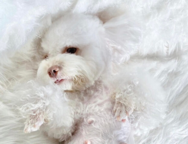 Pronte per i cuccioli! Le foto di queste cagnoline incinte vi riempiranno la giornata di tenerezza