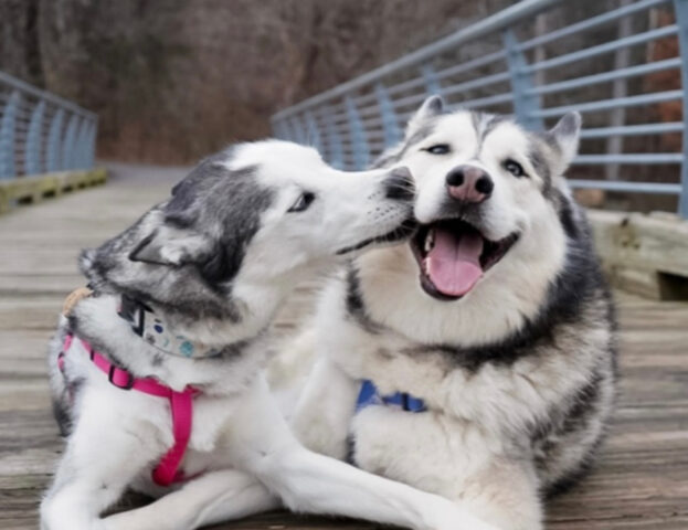 Pronti per San Valentino? Queste 5 foto di coppie di cani che si baciano vi faranno entrare nel mood