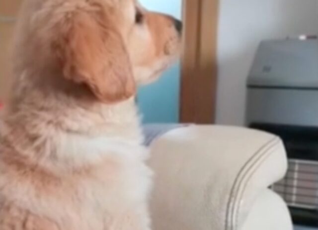 Proprio come i bambini: questo cucciolo di Golden Retriever dimostra di amare i cartoni animati al mattino 