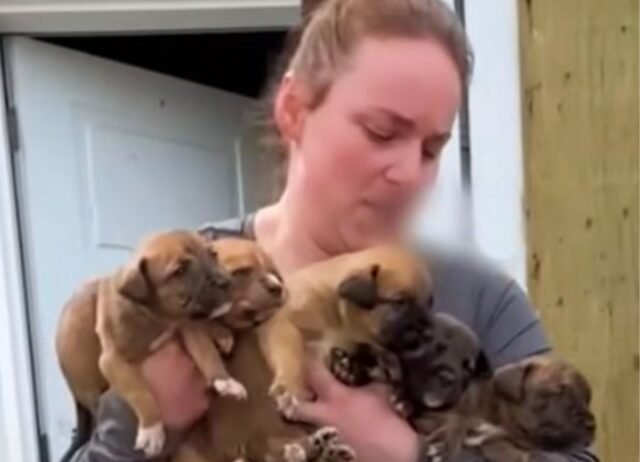 Pur di toglierli a una persona che non li meritava, la coppia ha deciso di prendere i cuccoli di cane e scappare lontano