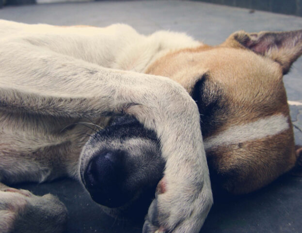 Purtroppo pare che sia proprio così: questi sono i cani che hanno più possibilità di ammalarsi di cancro