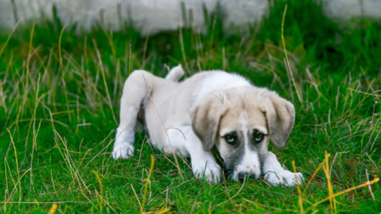 Cagnolino a terra