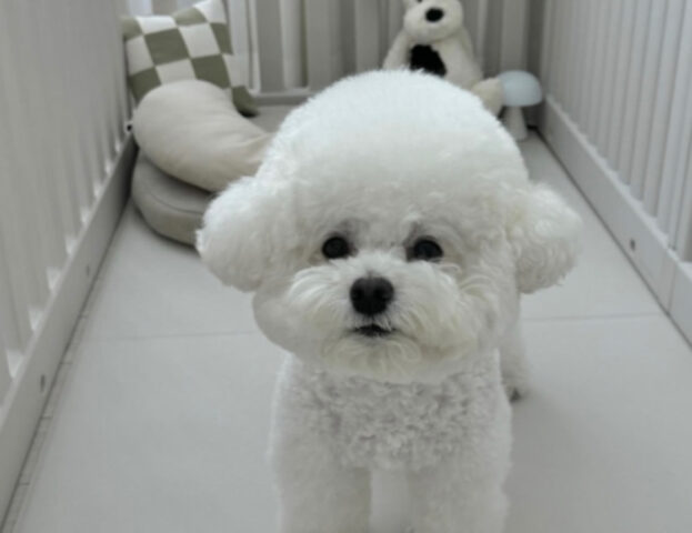 Quasi dei peluche, bellissimi e candidi: 5 foto di Bichon à Poil Frisé per farvi scoprire quanto sono meravigliosi