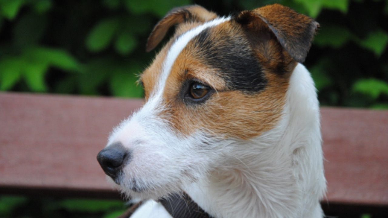 Cane guarda a lato