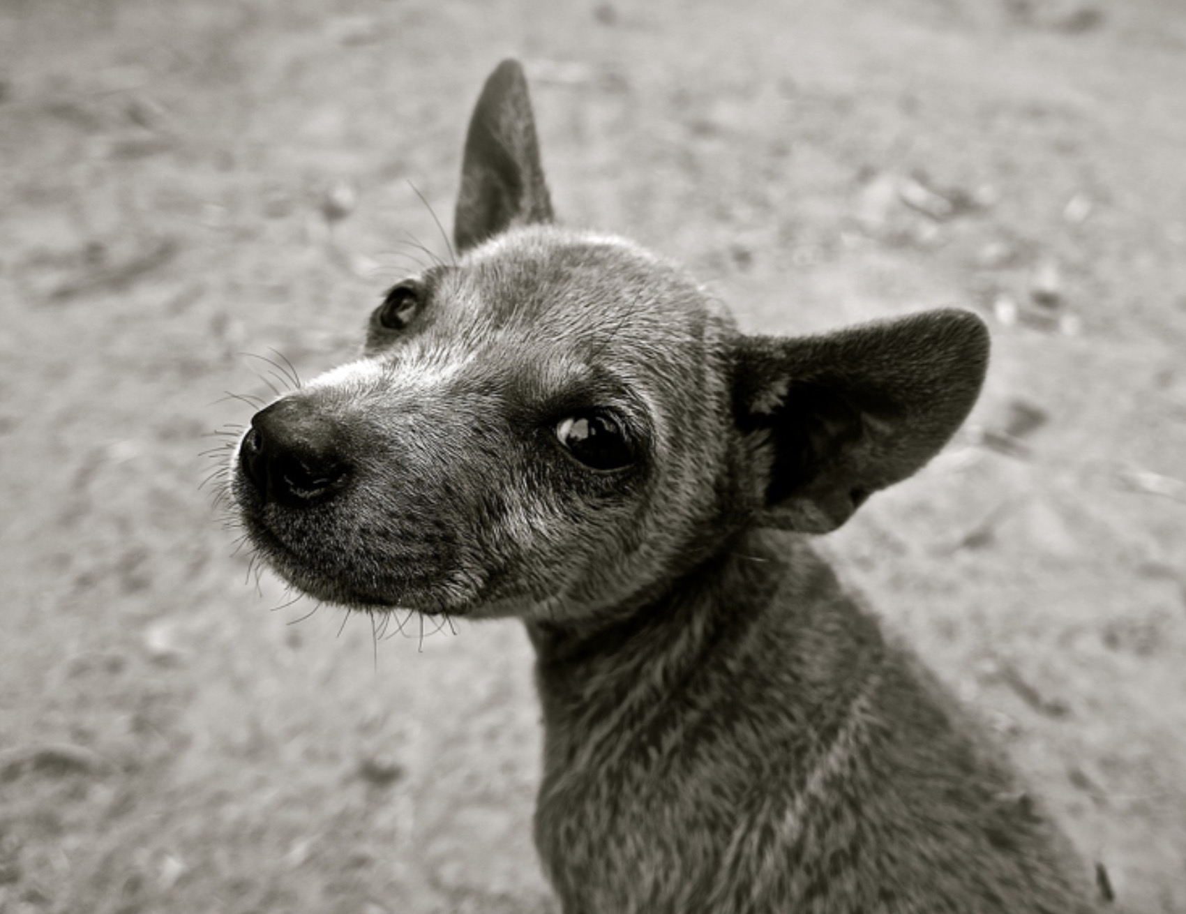 Cane guarda la camera