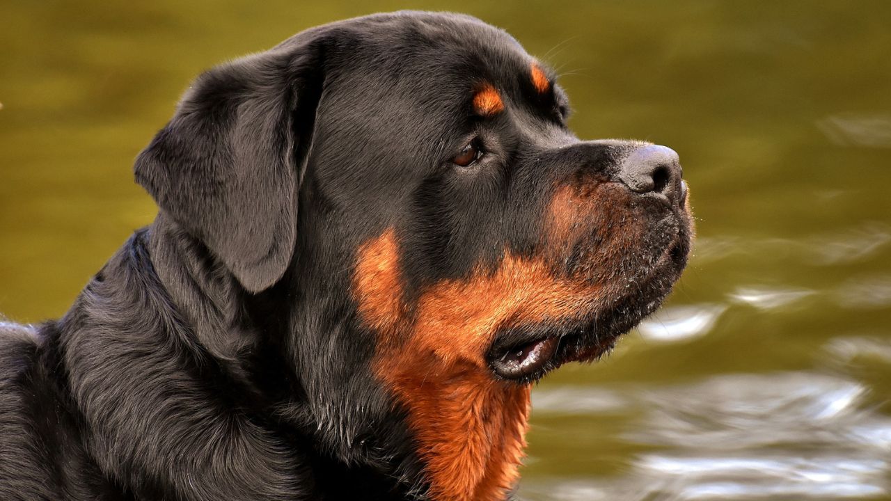 Primo piano Rottweiler