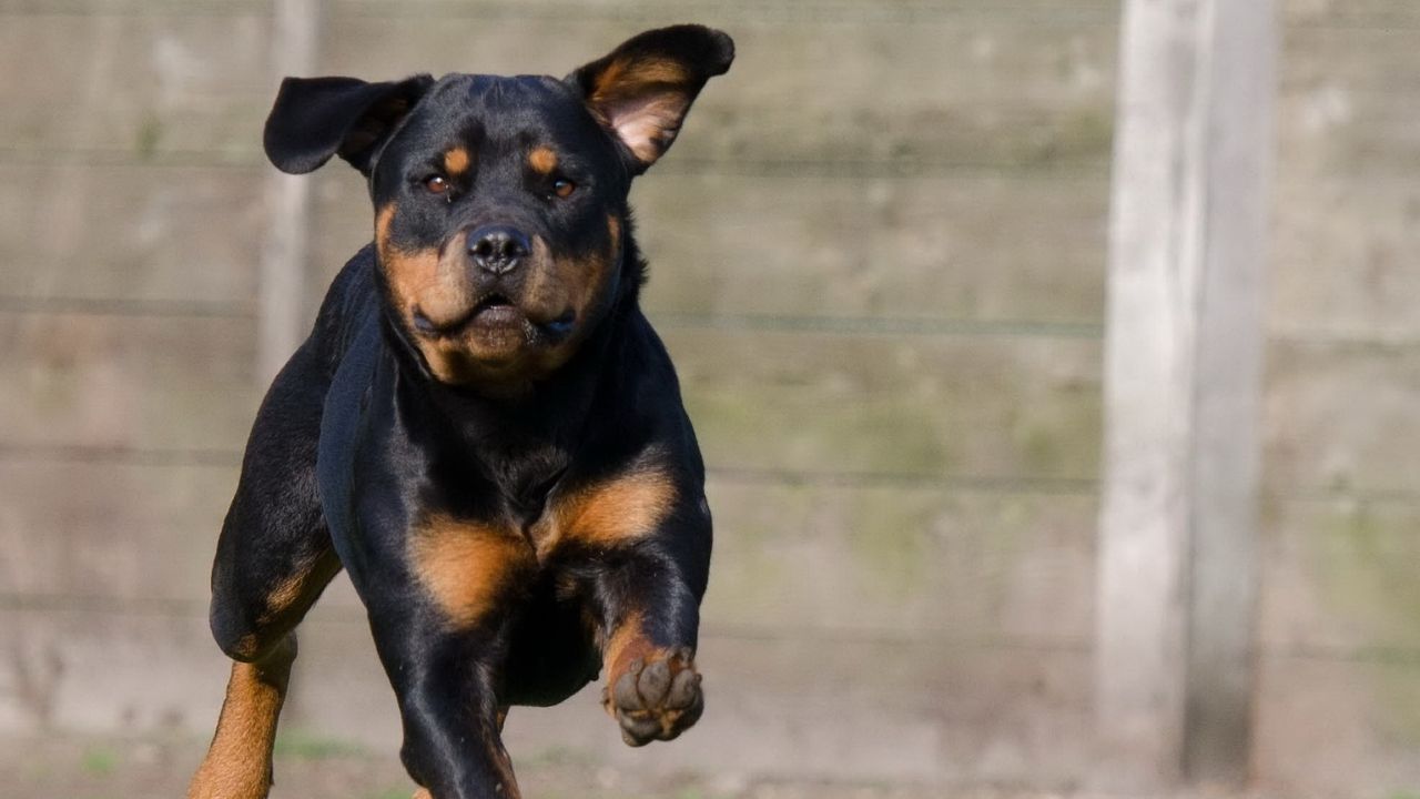 Rottweiler corre