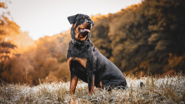 Queste sono le cose che devi fare se possiedi un Rottweiler, cane ritenuto pericoloso o aggressivo