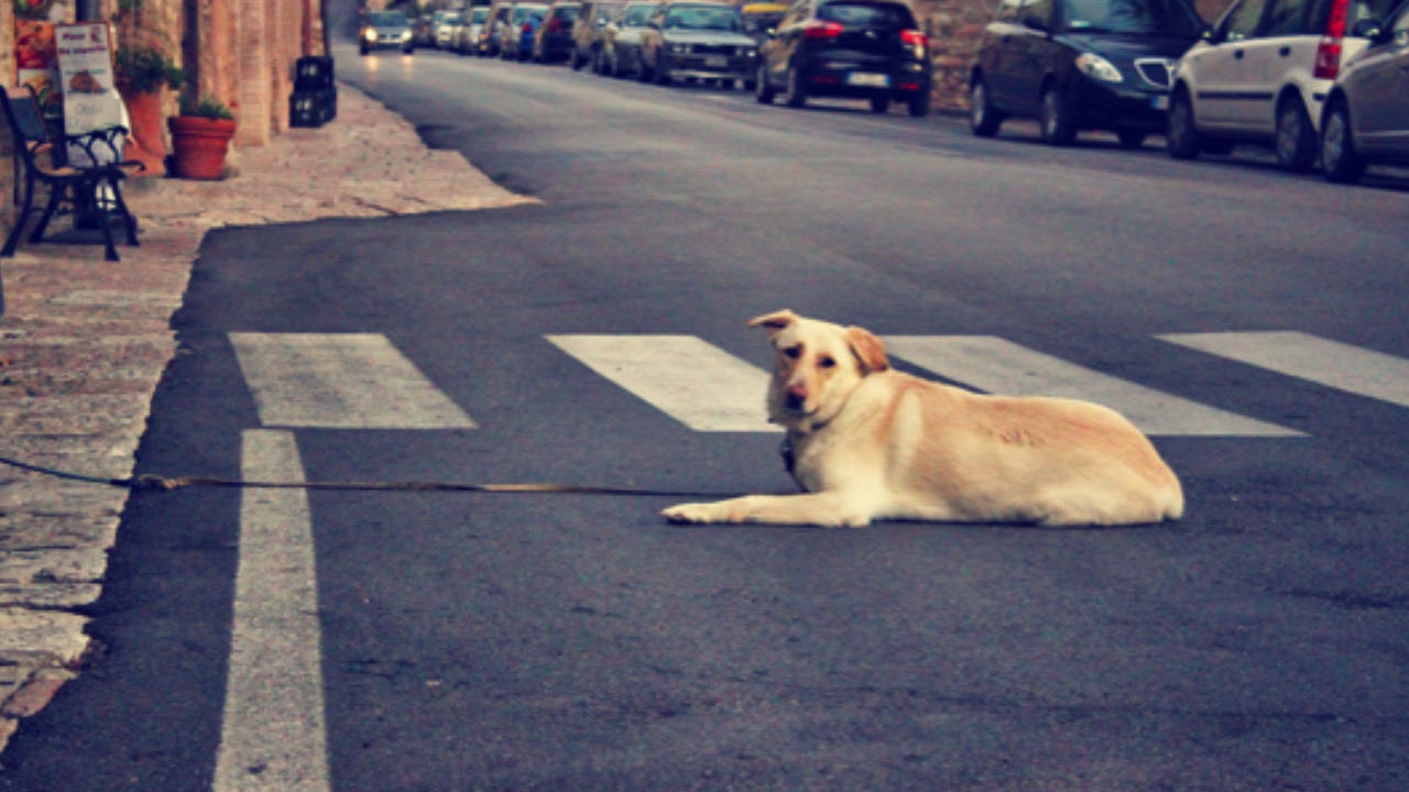 Cane in strada