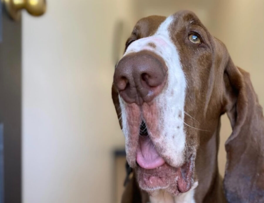 Regali, un po’ buffi, veri cacciatori: 5 meravigliose foto del Bracco Italiano, un cane dal fiuto eccezionale