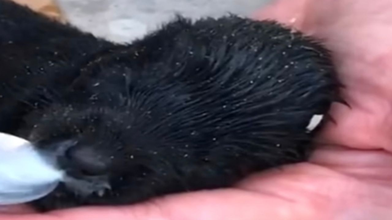 Cucciolo di cane nero