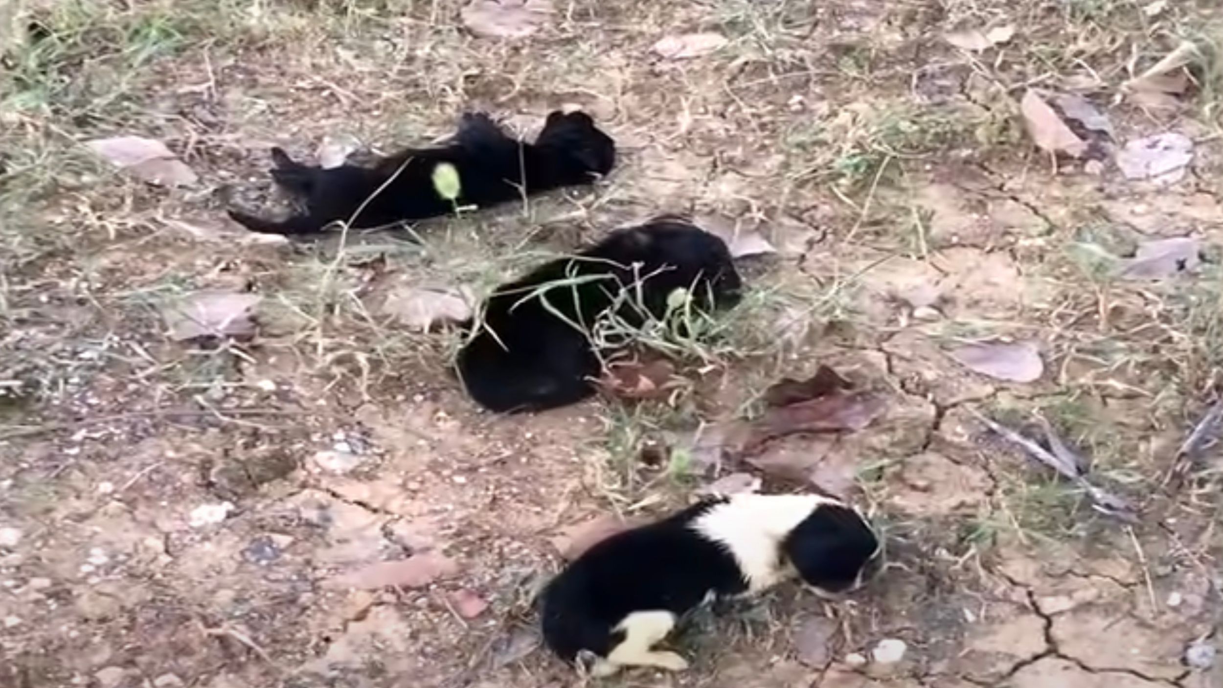 Cucciolo di cane a terra