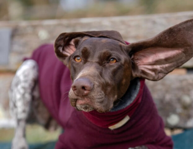 Scattanti, all’erta, attentissimi: 5 foto di cani da caccia che vi faranno impazzire per loro