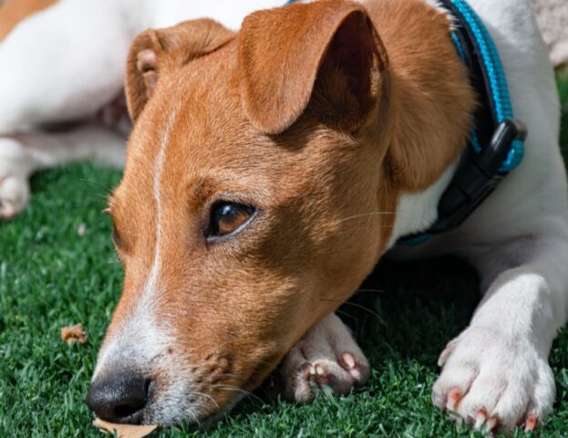 Sì, è vero: c’è uno studio che dimostra che anche i nostri cani possono diventare molto pessimisti