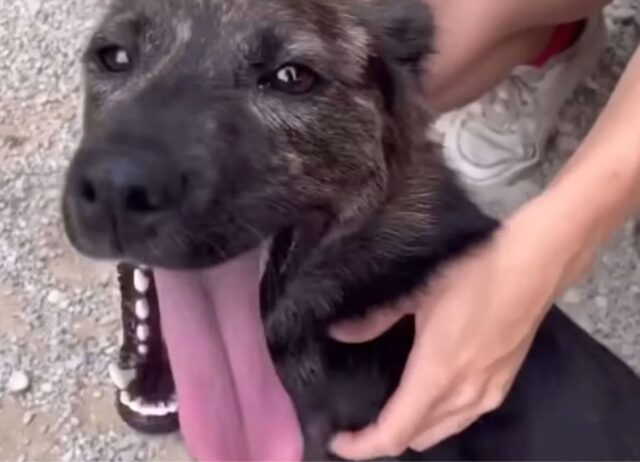 Tenuto legato con una corda cortissima, questo cane non ha mai smesso di sperare e cercava aiuto da chi passava